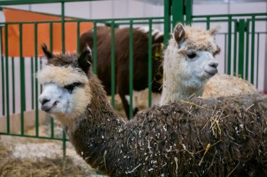 Zirai hayvan sergisindeki alpakaların portresi - yakın görüş