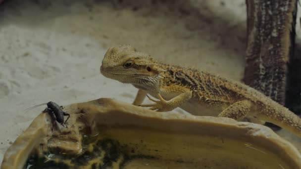 Kleine Eidechse frisst Grillen im Terrarium - Nahaufnahme, Zeitlupe — Stockvideo