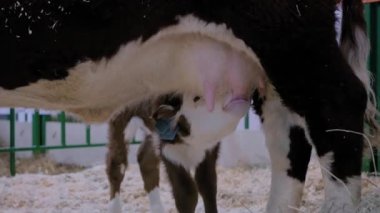 Şirin kahverengi ve beyaz buzağı anne memesinden süt içiyor.