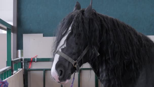 Närbild: porträtt av svart häst på lantbruksdjursutställning — Stockvideo