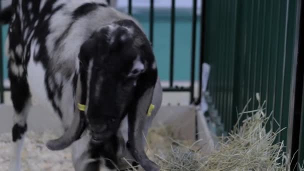 Retrato de cabra en la exposición de animales agrícolas, feria comercial — Vídeo de stock