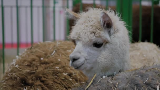 Retrato de alpaca bege na exposição de animais agrícolas - vista de perto — Vídeo de Stock
