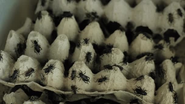 Many black crickets crawling around on egg tray - insect concept: close up — Stock Video