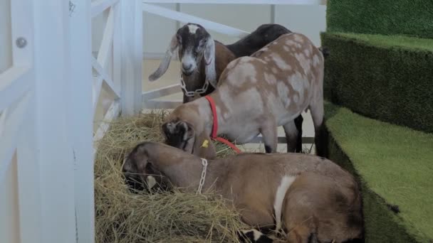 Parvada de cabras anglo-nubias en la exposición de animales agrícolas, feria — Vídeo de stock