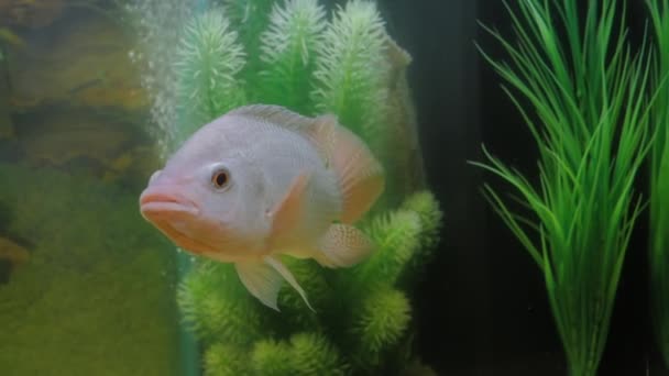 Grå cichlid fisk simmar runt i akvarium: närbild — Stockvideo