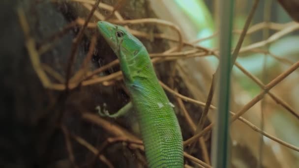 작은 녹색 도마뱀 이유리 용기에 있는 나무 가지 위를 천천히 기어다닌다: 가까이 서 — 비디오