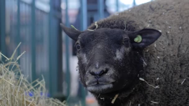 Portret owcy Texel jedzącej siano na wystawie zwierząt - zbliżenie — Wideo stockowe
