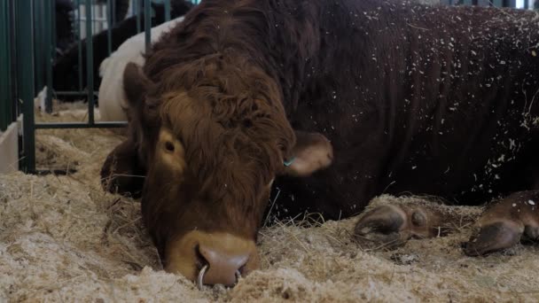 Портрет большого коричневого быка, лежащего на земле — стоковое видео