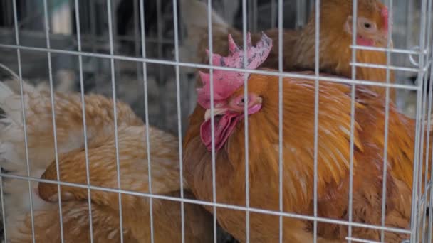 Kyckling preening själv i buren på djurutställning, marknaden - närbild — Stockvideo