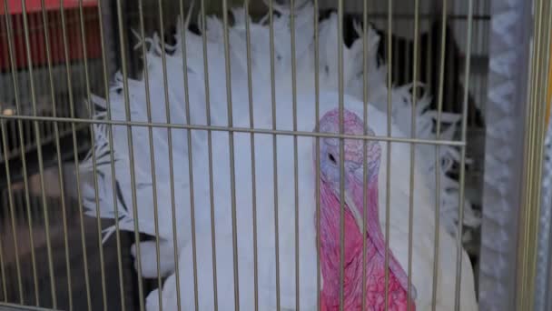 Porträt eines Truthahns, der sich auf einer Tierausstellung im Käfig umsieht, Markt — Stockvideo