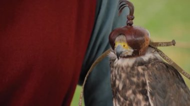 Deri kapüşonlu eğitimli şahin tarihi festivalde kadın eli üzerinde oturuyor.