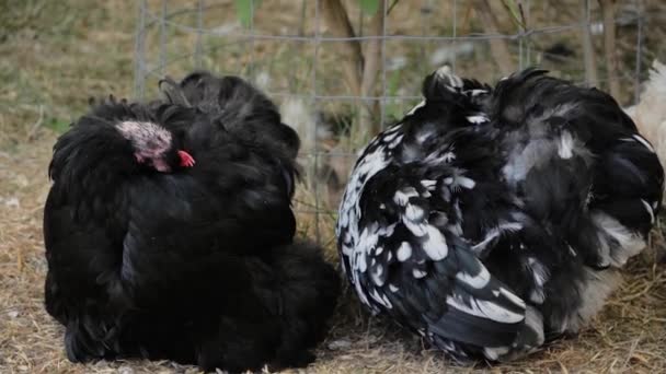 Csirkék túlzott tollazattal járkálnak a füvön a gazdaságban - lassított felvétel — Stock videók