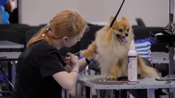 Tierpflegerin mit Schere pflegt Pommernhund auf Ausstellung — Stockvideo