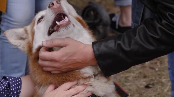 Le mani della gente accarezzano il cane husky siberiano rosso al parco - rallentatore — Video Stock