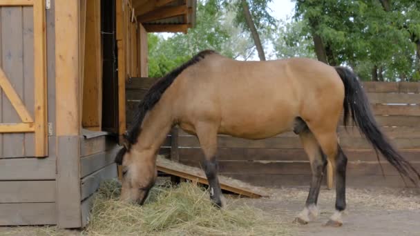 農場で干し草を食べる明るい茶色の馬の肖像-スローモーション — ストック動画