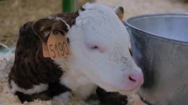 Hayvan sergisinde uzanıp dinlenen sevimli kahverengi ve beyaz buzağının portresi.