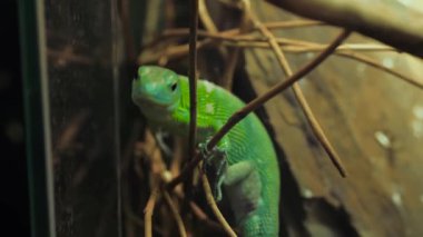 Küçük yeşil kertenkele teraryumdaki ahşap dalda yavaşça sürünüyor: