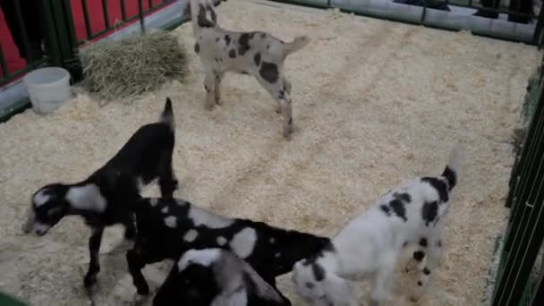 Small funny goatlings playing together at agricultural animal exhibition — Stock Video