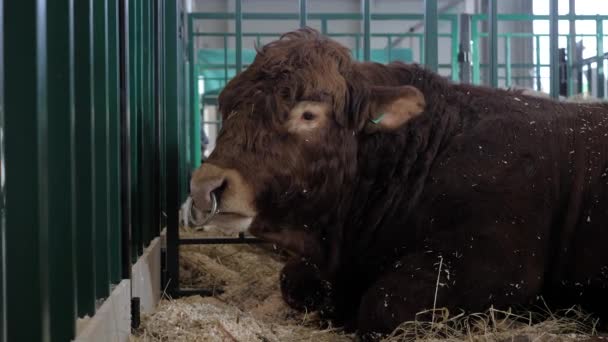 Toro Limousin marrón grande comiendo heno en exposición de animales agrícolas — Vídeos de Stock