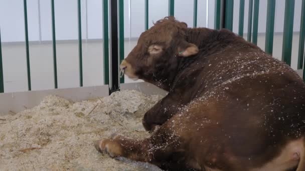 Grande toro bruno mangiare fieno alla fiera animale agricolo — Video Stock