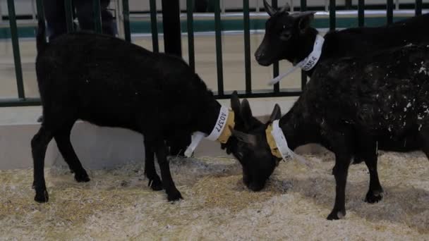 Little black goatlings eating hay at agricultural animal exhibition, trade show — Stock Video