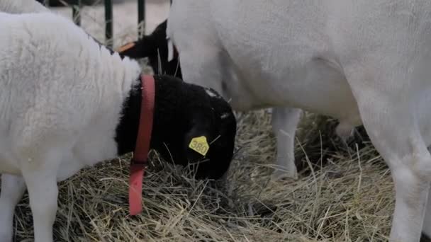 Portret van lamsvlees etend hooi op dierenbeurs, vakbeurs — Stockvideo