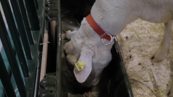 Retrato de ovejas comiendo pienso compuesto en exposición de animales, feria comercial — Vídeos de Stock
