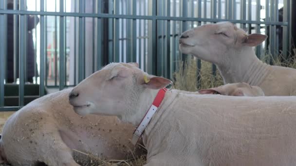 Rebaño de ovejas blancas comiendo heno en la exposición de animales, feria comercial — Vídeos de Stock