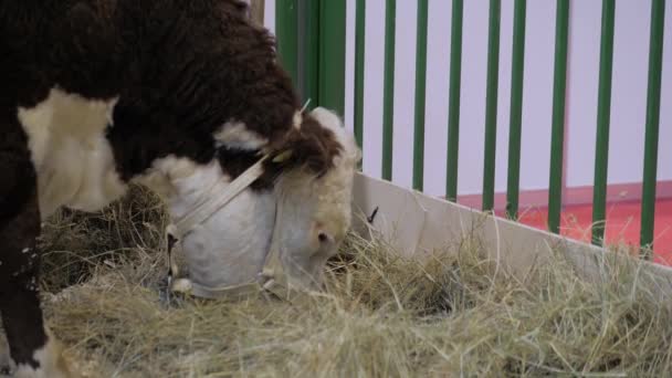 Portret brązowo-białej krowy jedzącej siano — Wideo stockowe