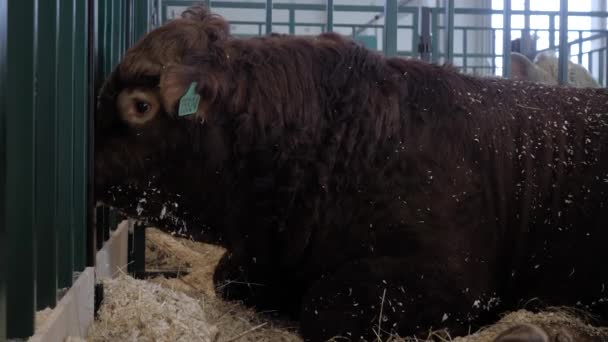 Portret dużego brązowego byka spoczywającego i leżącego na ziemi — Wideo stockowe