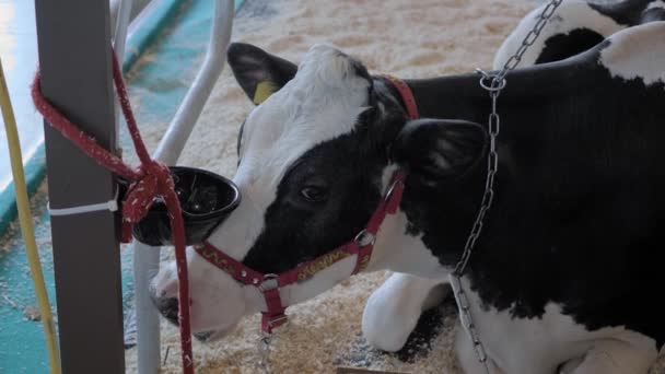 Retrato de vaca holandesa preta e branca comendo feno na exposição de criação de animais — Vídeo de Stock