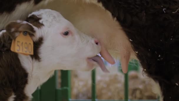 Закрыть: симпатичные коричневые и белые телята пьют молоко из вымени матери-коровы — стоковое видео