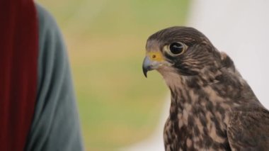 Eğitimli şahin tarihi festivalde kadın eli üzerinde oturuyor - ağır çekim