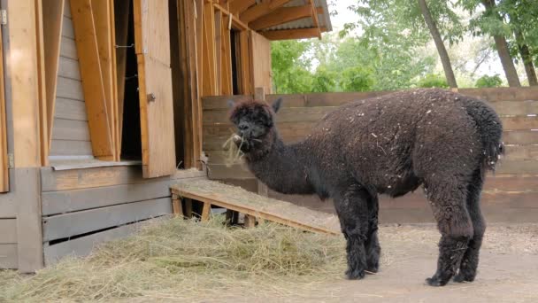 Ritratto di simpatico simpatico alpaca nero che mangia fieno in fattoria - slow motion — Video Stock