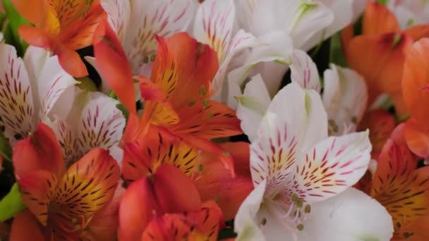 Close up: buquê de flores de laranja e branco alstroemeria na superfície rotativa — Vídeo de Stock