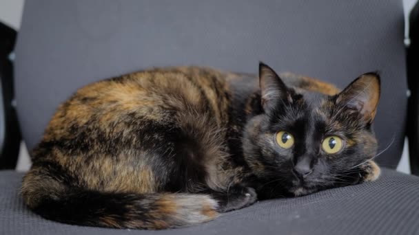 Niedliche Calico-Katze liegt auf Bürostuhl und beweglichem Kopf - aus nächster Nähe — Stockvideo