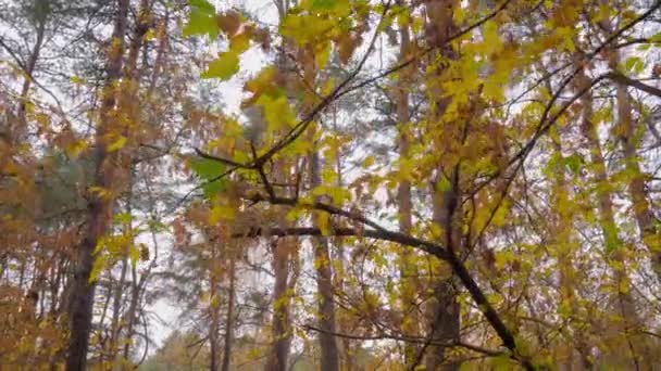 空の秋の公園、森を歩く:誰も- stedicamショット — ストック動画