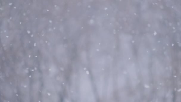 Slow motion - snow falling: large and small snowflakes — Stock Video