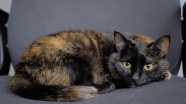 Şirin bir kedi ofis sandalyesinde uzanıyor ve kafasını hareket ettiriyor. Yaklaş.