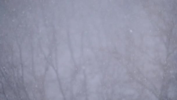 Queda de neve: flocos de neve grandes e pequenos - câmera lenta — Vídeo de Stock