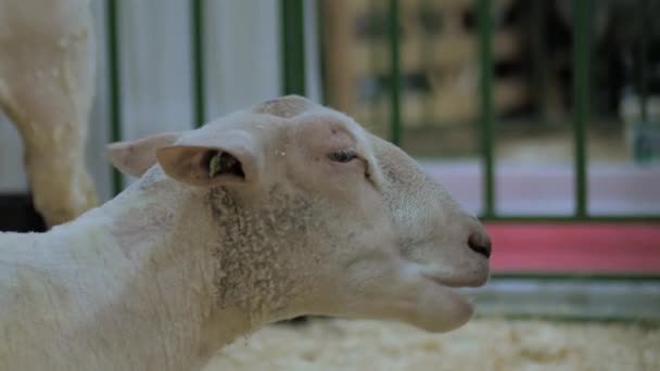 Portret van schapen die hooi eten op dierententoonstelling, beurs - close up — Stockvideo