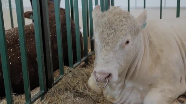 Gran toro blanco descansando en la exposición de animales agrícolas — Vídeos de Stock