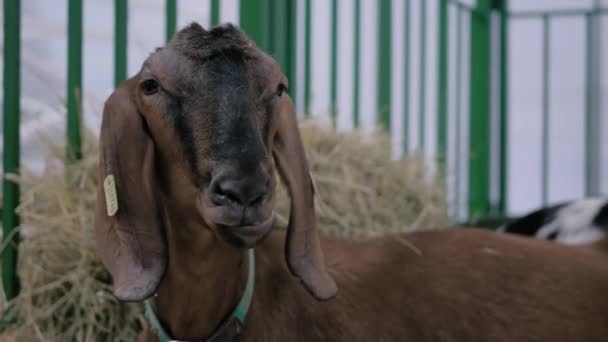 Портрет коричневой козы с длинными ушами на выставке животных, выставка — стоковое видео