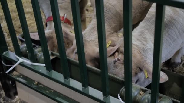 Stádo ovcí jíst seno na výstavě zvířat - zblízka — Stock video