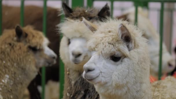 Grupo de família de alpaca em exposição de animais agrícolas - vista de perto — Vídeo de Stock