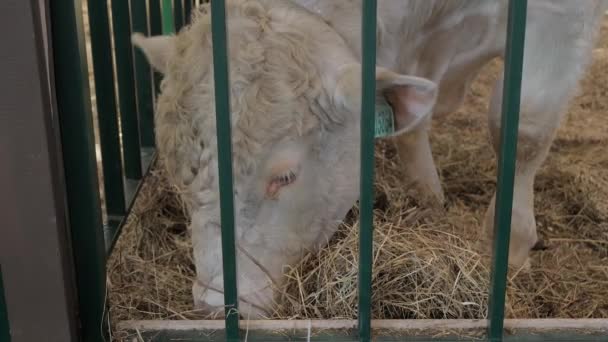 Toro blanco grande comiendo heno en la exposición de animales agrícolas - de cerca — Vídeos de Stock
