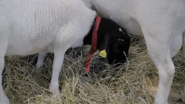 Portret van lamsvlees etend hooi op dierenbeurs, vakbeurs — Stockvideo