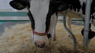 Hayvan çiftçiliği sergisinde saman yiyen siyah beyaz Holstein ineğinin portresi.