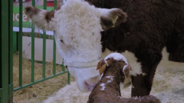 Potret sapi coklat dan putih sedang memelihara anak sapi kecil yang lucu di pameran hewan — Stok Video