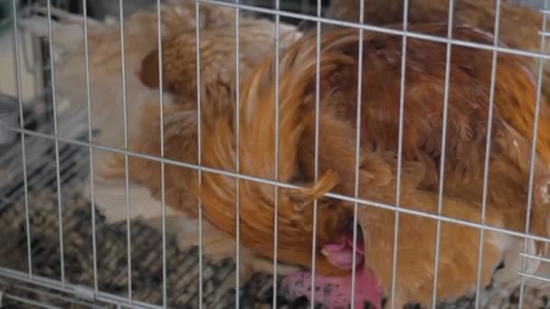 Pollo preening uno mismo en la jaula en la exposición de animales agrícolas, mercado — Vídeos de Stock